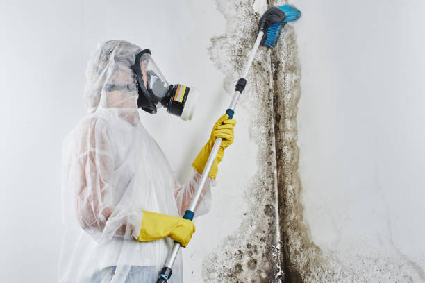 Best Mold Remediation Services  in Lisbon, OH