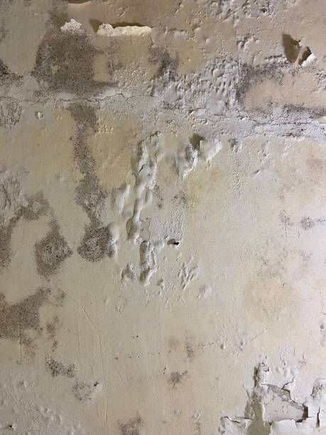 Best Attic Mold Removal  in Lisbon, OH